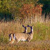 A Matched Pair_51691